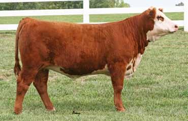 OPEN HEIFERS FTF APH DOSS MS EXCITEMENT 807F{DLF, HYF, IEF} P43897555 01/09/2018 Same cow family as Lots 65 & 66 LOT 62 FTF MS REVOLUTION 8203F P43911603 12/17/2017 FELTONS LEGEND 242 FELTONS DOMINO