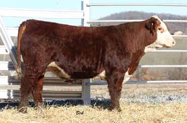 A few years ago I wouldn t have thought we d see a bull with over 10 CED and over 110 on YW, but here you go. Retaining ½ semen interest. Homozygous polled.