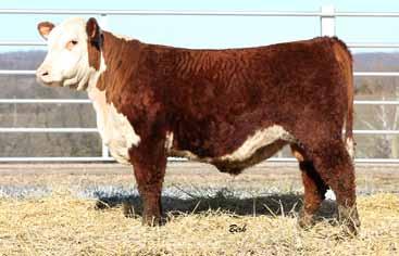 He was chosen by the Olsen Ranch and American Hereford Association to serve as the benchmark sire for the 2017 test. Prime Product s influence is dominant throughout this sale.