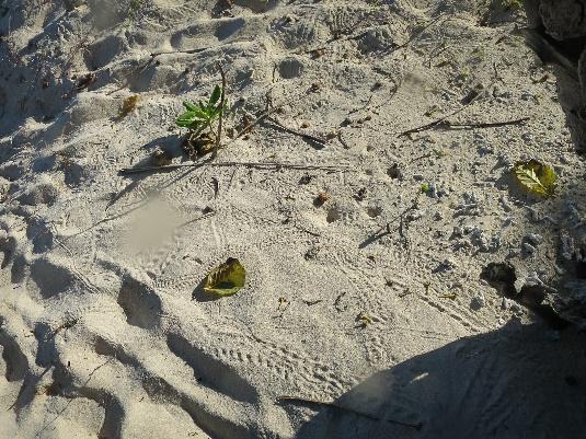 ***see below regarding Hermit Crabs Small hermit crabs are numerous on sea snakes the beach.