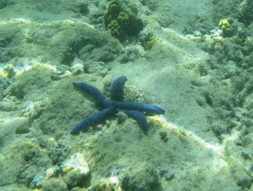 Blue Sea Star Linckia laevigata Common to find with less than 5 arms,