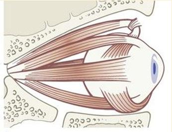 Eyes: Blink the eyes 3 times. This lubricates and strengthens the eyes. Anatomical and Physiological Benefits: Fascia/Anatomy With the other animals, we have been moving forward and backwards.