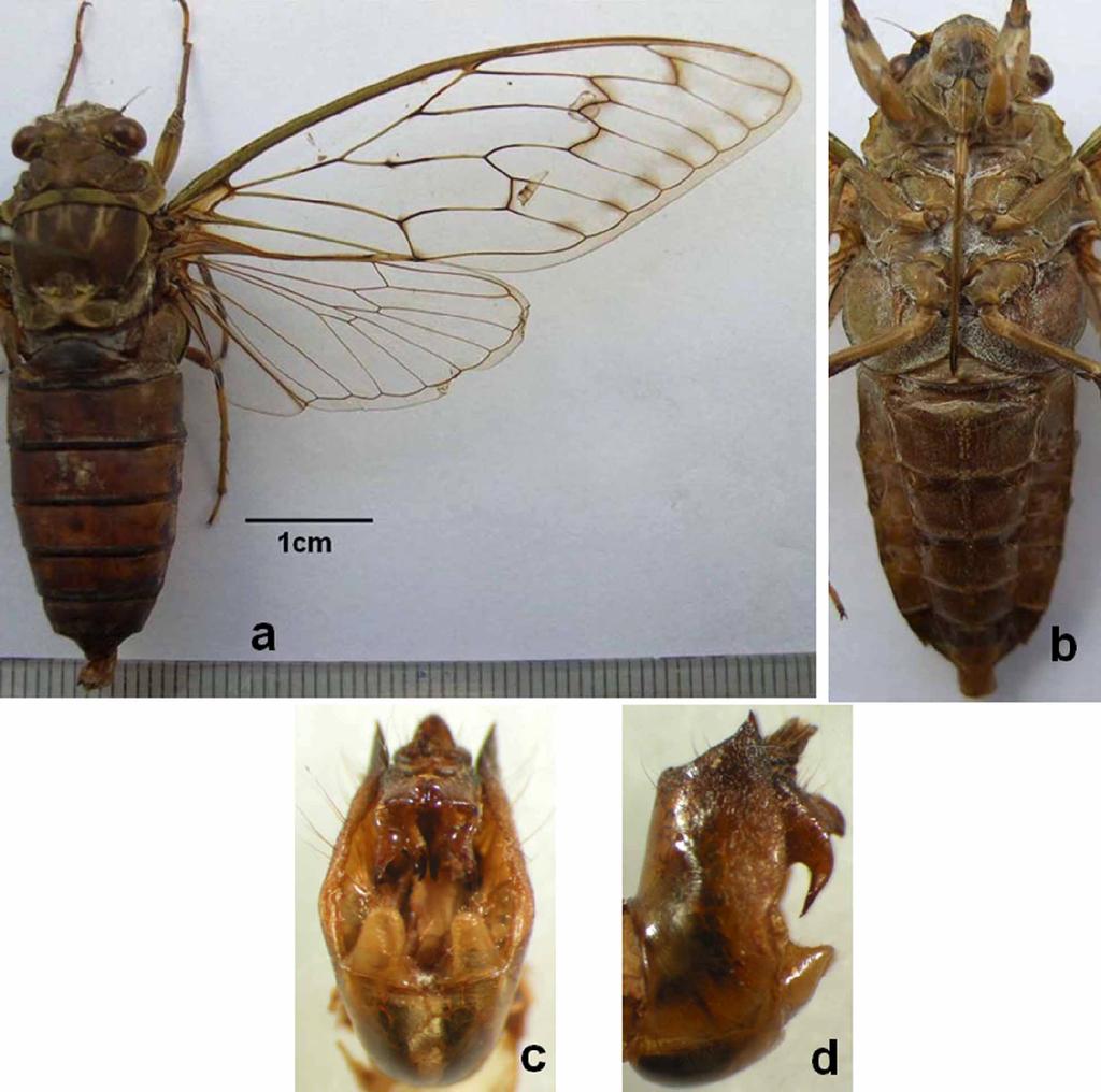 FIGURE 2. Pomponia backanensis sp. nov., a, dorsal view of male; b, ventral view of male; c. male genitalia in ventral view; d, male genitalia in lateral view.