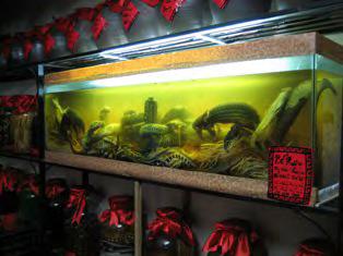 A shop in Hanoi that was displaying bottles of wine containing pangolins, monitor lizards and cobras was reported to the ENV hotline in December 2005.