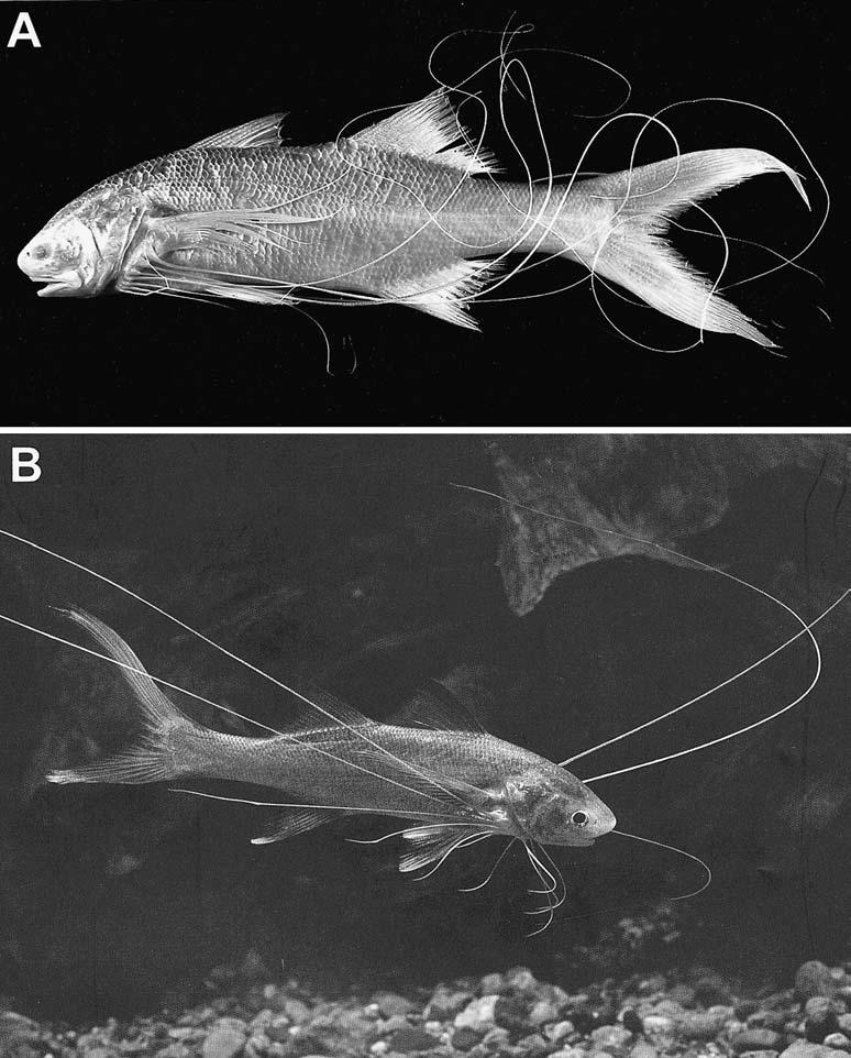 New species and redescription of Polynemus 155 (2 specimens); BSKU 14846 14848 (3); UMMZ 181266 (2), 195407, 232331 (2); URM-P 13930] of P. aquilonaris confirmed the condition of a swimbladder.