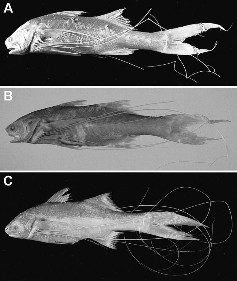 New species and redescription of Polynemus 159 Fig. 4. Photographs of Polynemus dubius. A RMNH 6014 (lectotype of P. dubius), 126 mm SL, Kalimantan or Sumatra, Indonesia. B ZMA 112.570 (holotype of P.