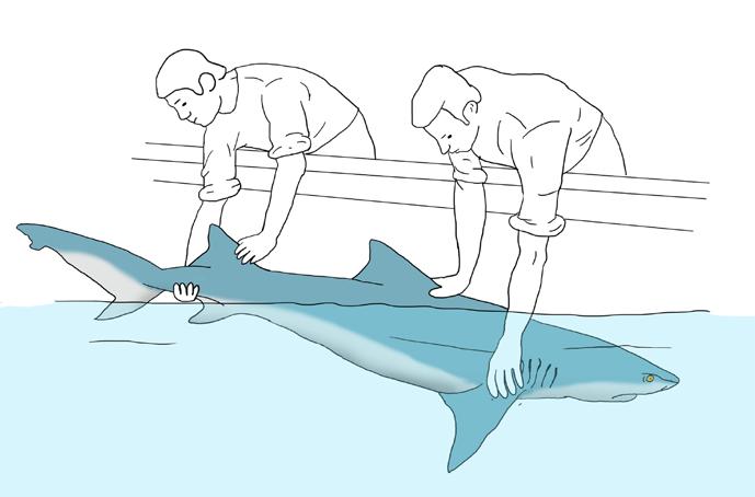 Handling of Large Sharks It is best to handle medium to large sharks with two persons.