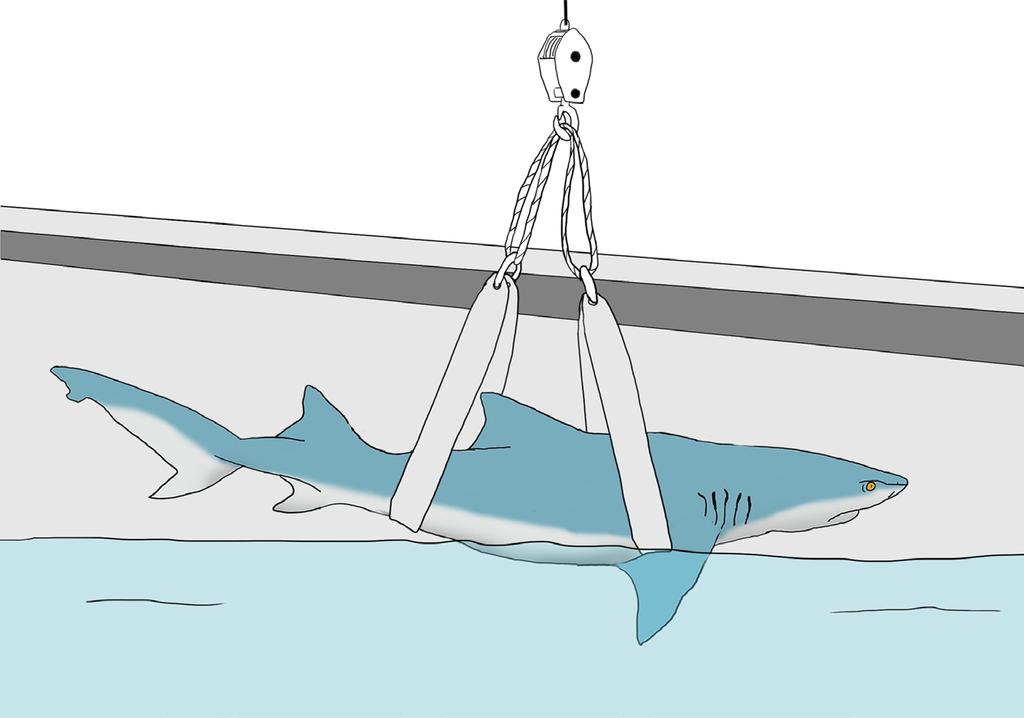 For vessels without stern ramps, the shark may need to be lifted.