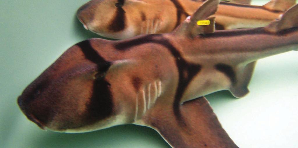 Port Jackson Shark Scientific name: Heterodontus portusjacksoni Other common names: Bullhead, Oyster crusher, Tabbigaw Distinguishing Features: Easily distinguished from other sharks by its blunt