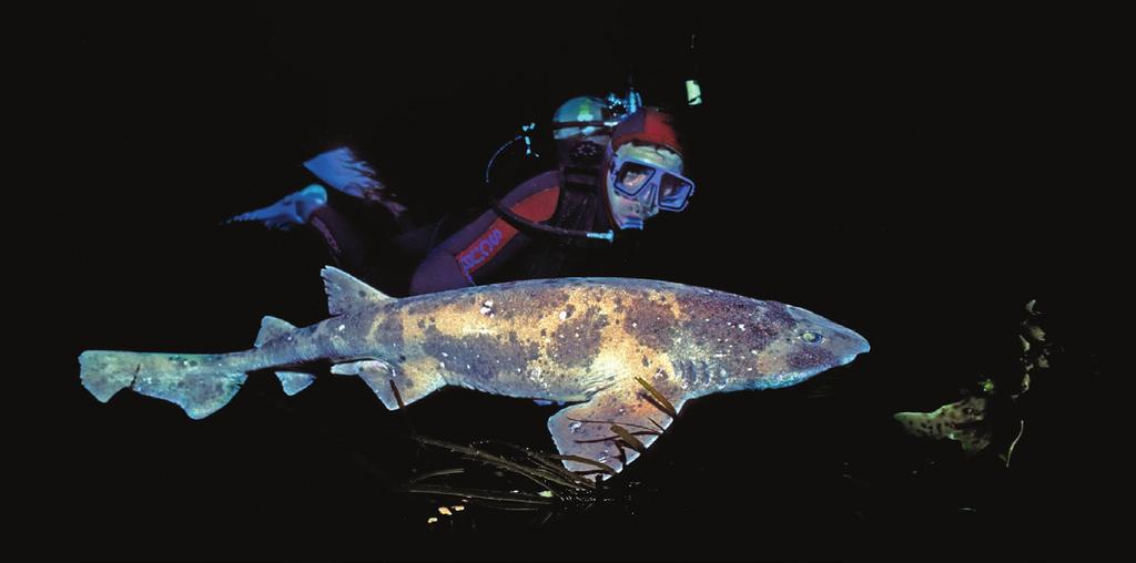 Species commonly encountered during fishing Draughtboard Shark Scientific name: Cephaloscyllium laticeps Other common names: Australian swellshark, Rock shark, Whitefinned swellshark, Sleepy Joe,