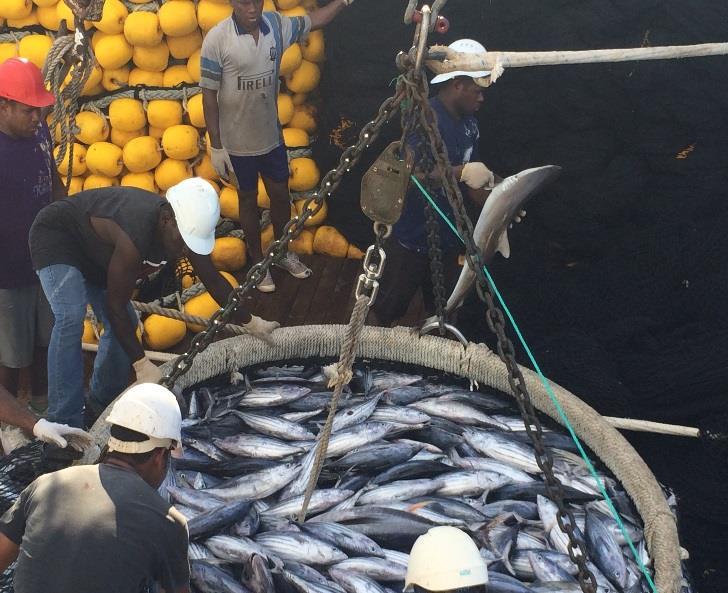 FAD-Free Purse Seine Responsibly Caught Skipjack and Yellowfin for Canning Avoiding the use of fish aggregating devices (FADs) by fishing on free swimming schools reduces the catch of juvenile