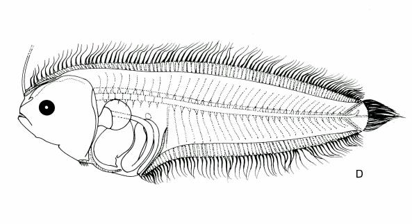 Fig. 18 - Arnoglossus