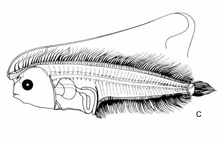 Fig. 20 - Arnoglossus