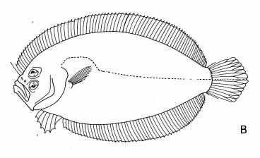 Fig. 21 - Arnoglossus intermedius, A-5.