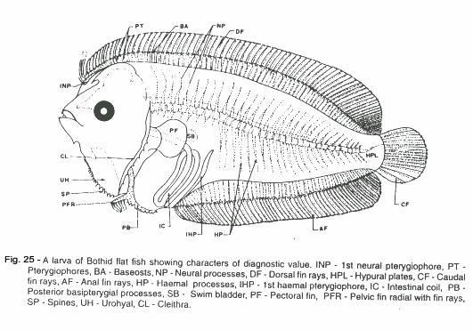 Fig. 25 - A larva of Bothid flat fish showing characters of diagnostic value.