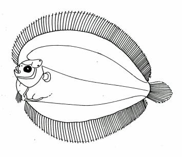 Genus Taeniopsetta Gilbert Large body having 2 nd dorsal ray slightly elongated with large serrated urohyal ; the posterior process of pelvic bone (posterior basipterygial process, pubic bar) short,