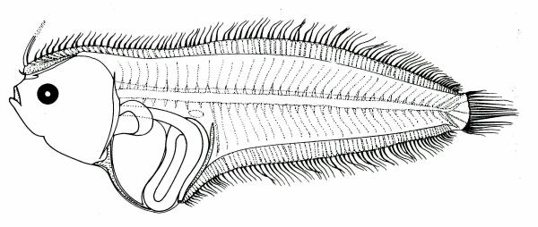 Fig. 28 Larva of Parabothus polylepis, 14.6 mm SL, from Lalithambika Devi, 1986.