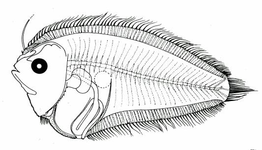Fig. 34 Larva of Engyprosopon cocosensis, 12.9 mm SL, from Lalithambika Devi, 1986. Fig.