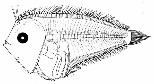 Fig. 35 Larva of E. latifrons, 6.6 mm SL, Lalithambika Devi, 1986. Fig.