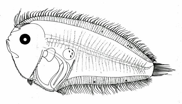 Fig. 36 Larva of E. mogkii, 9.4 mm SL, from Lalithambika Devi, 1986. Fig.