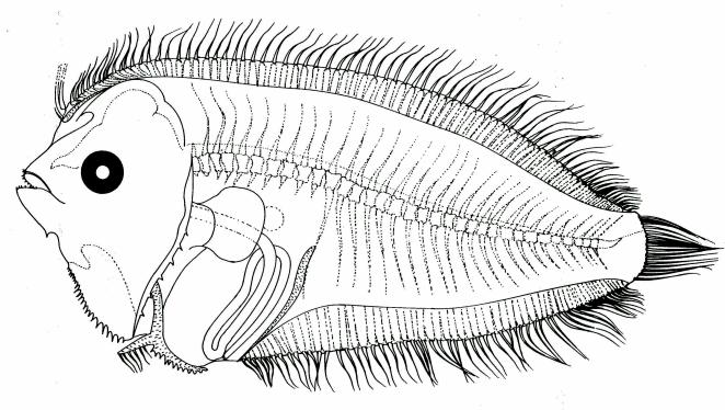 Fig. 37 Larva of E. grandisquamis, 8.8 mm SL, from Lalithambika Devi, 1986. Fig.