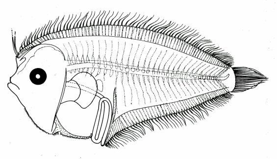 Fig. 38 Larva of E. sechellensis, 9.3 mm SL, from Lalithambika Devi, 1986. Fig.
