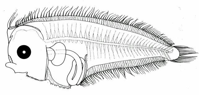 Fig. 39 Larva of E. multisquama, 5.8 mm SL, from Lalithambika Devi, 1986. Fig.