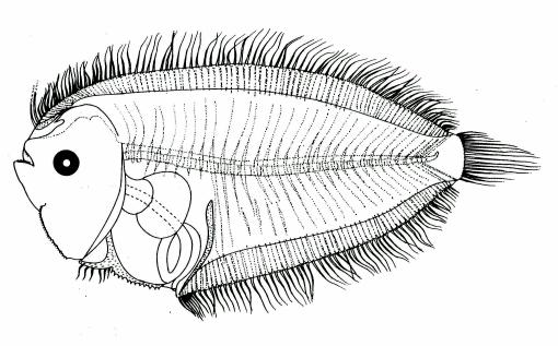 Fig. 40 Larva of E. xenandrus, 15.8 mm from Lalithambika Devi, 1986. Fig. 40 A - Pattern of distribution of spines on urohyal, cleithra and posterior basypterygial processes of larvae of E.
