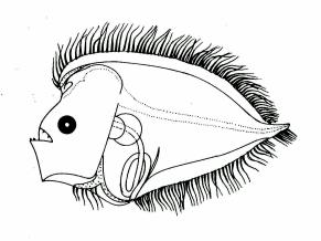 Fig. 41 - Larva of