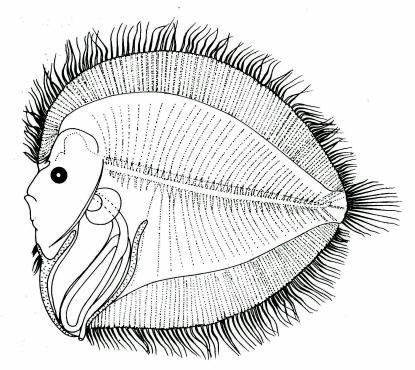 Fig. 41 A Larva of