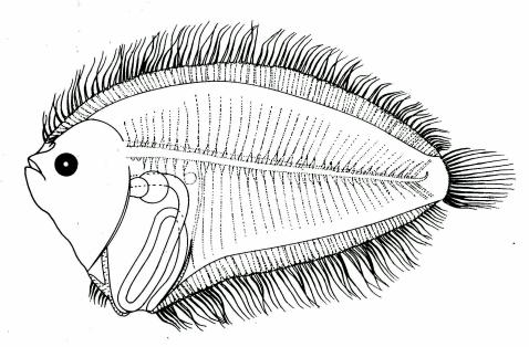 Fig. 42 Larva of B. mancus, 18.9 mm SL, from Fukui, 1997. Fig. 43 Larva of B. pantherinus, 15.6 mm SL, from Lalithambika Devi, 1986.