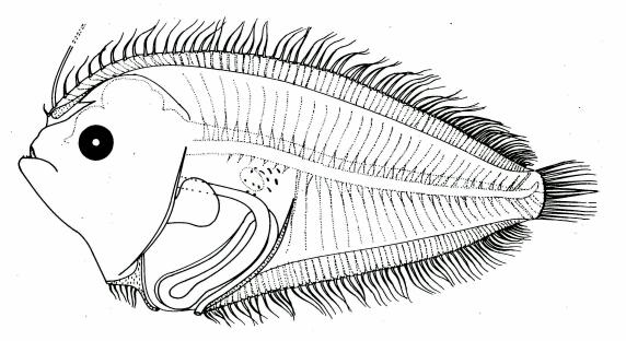 Fig. 45 Larva of Asterorhombus intermedius, 7.8 mm SL, from Lalithambika Devi, 1986.