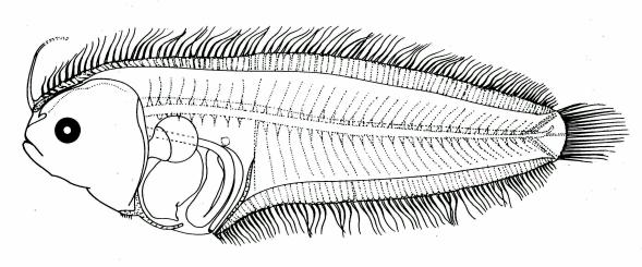 A. imperialis (Rafinesque) 6.6. Dorsal fin rays 99-106, anal fin rays 76-83; Fig.56 (from vertebrae 10+(32-34).A. japonicus (Hubbs) Fukui, 1997) 6.7. Dorsal fin rays 90-95, anal fin rays 70-74; Fig.