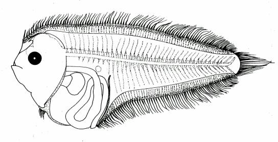 Fig. 55 Larva of A. imperialis, 12.