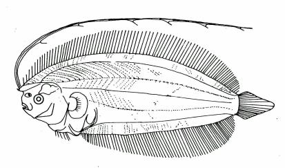 japonicus, 34.6 mm SL, from Fukui, 1997. Fig. 57 Larva of A.