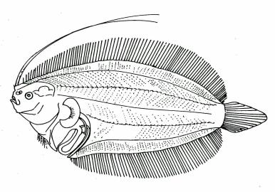 Genus Laeops Gunther The larvae with straight ventral body wall