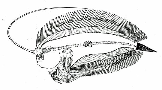 Fig. 59 Larva of L. guentheri, 18.