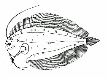 Fig. 60 Larva of L.