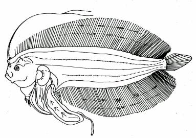 Fig. 61 Larva of L. kitahara, 28.2 mm SL, from Fukui, 1997.