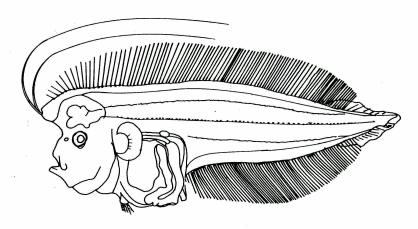 Fig. 62 Larva of Chascanopsetta lugubris, 37.