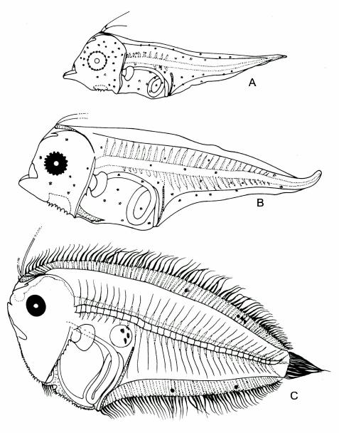 Fig. 6 - E. mogkii, A 2.