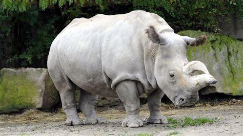 DAY 58 World's last male northern white rhino dies Conservationists and animal lovers are in mourning today for the loss of Sudan the rhinoceros. Sudan was the world's last male northern white rhino.
