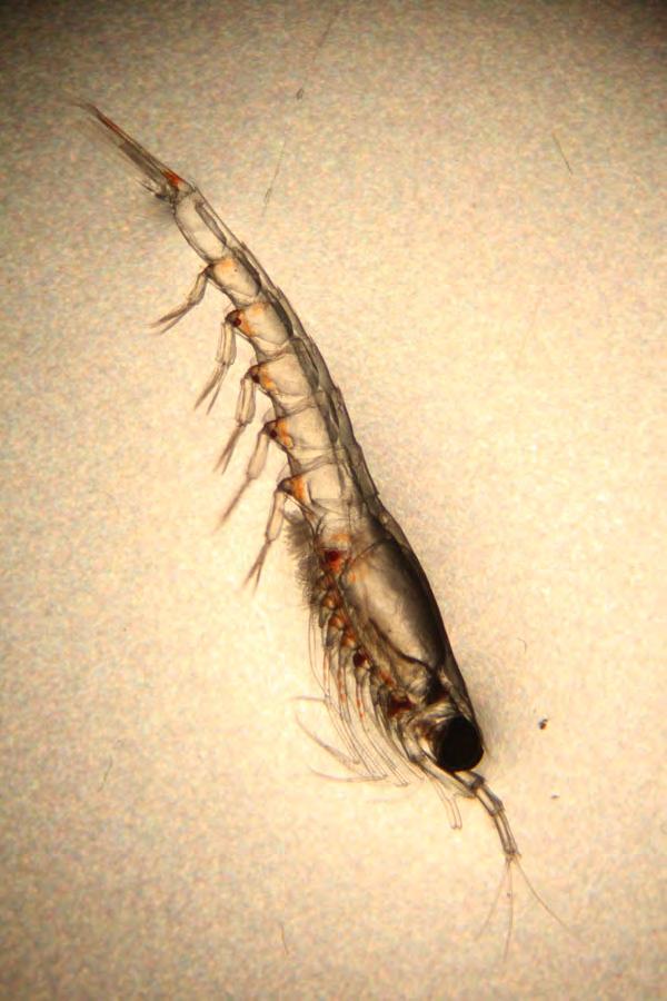 Euphausiids (Krill) are the most important item in the diet of the bowhead whale in the fall