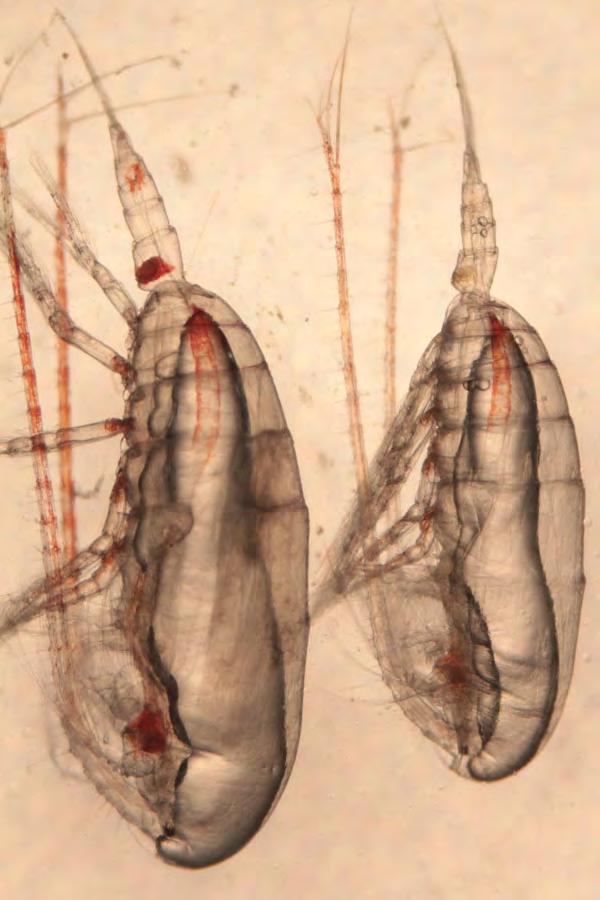 Large copepods in the genus Calanus may also be an important food source for bowheads Calanus glacialis