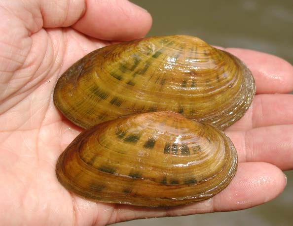 Saving Kidneyshell: The Kidneyshell (Ptychobranchus fasciolaris) is a medium to large-sized freshwater mussel that grows up to 13 cm long in Ontario, but most individuals are less than 10 cm long.