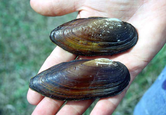 Saving Eastern Pondmussel: The Eastern Pondmussel (Ligumia nasuta) is a medium-sized freshwater mussel that grows to a length of 7 cm.