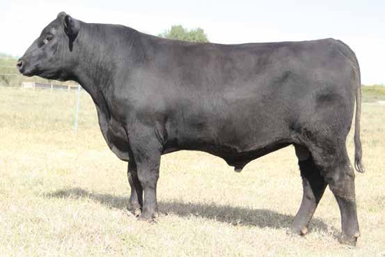 Coming Two Year Old Bulls 2 BAR C JOURNEY J603 sells as Lot 13.