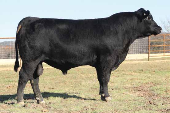 Coming Two Year Old Bulls DCF WAYLON 7641 sells as Lot 28.