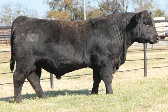 Coming Two Year Old Bulls ROCC STETSON 709 sells as Lot 31.