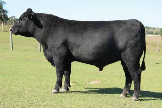 Coming Two Year Old Bulls DENNYS JOURNEY E01 sells as Lot 37. SILVEY GENERATION 349 sells as Lot 38.